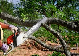 How Our Tree Care Process Works  in Ilwaco, WA